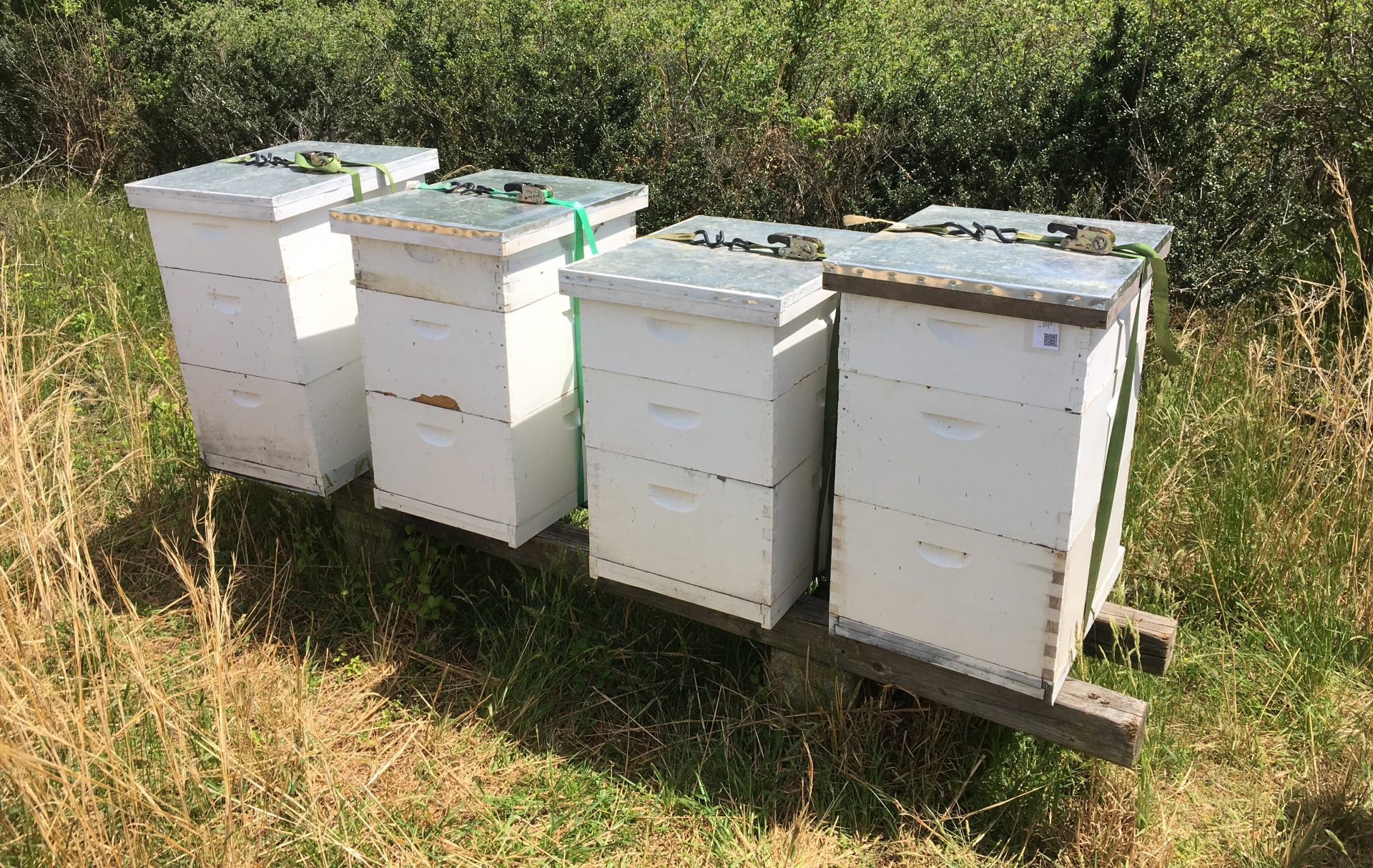 Four of Honey Maple Farm's honey bee hives on a stand overlooking a field of Blueberry Bushes in Moseley, VA.