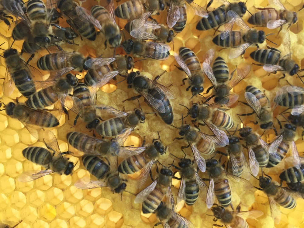 Honey bees and a queen on a freshly drawn frame of bees wax comb.