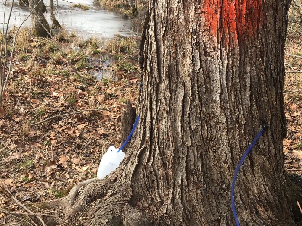 Red Maple tree with two taps collecting sap.